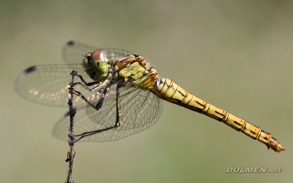 01 Vagrant darter (Sympetrum vulgatum)